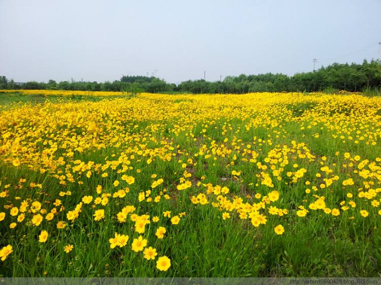 金雞菊