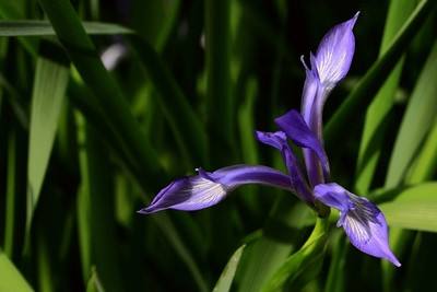 藍花鳶尾